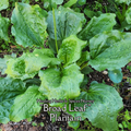 Plantain "Broad Leaf" - Live Plant