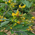 Pigeon Pea "Early Mature 76w" - Live Plant