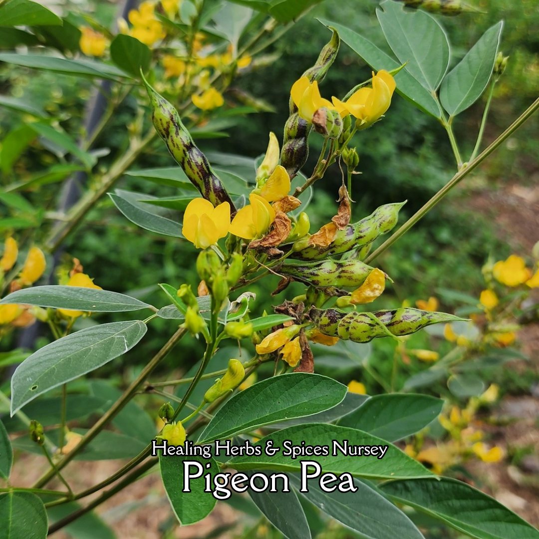 Pigeon Pea "Early Mature 76w" - Live Plant