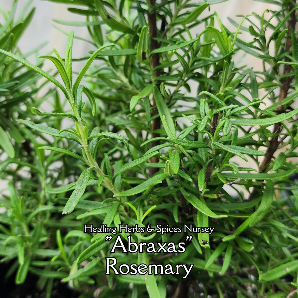 Rosemary "Abraxas" - Live Plant