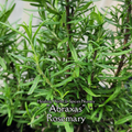 Rosemary "Abraxas" - Live Plant