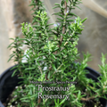 Rosemary "Prostratus" - Live Plant