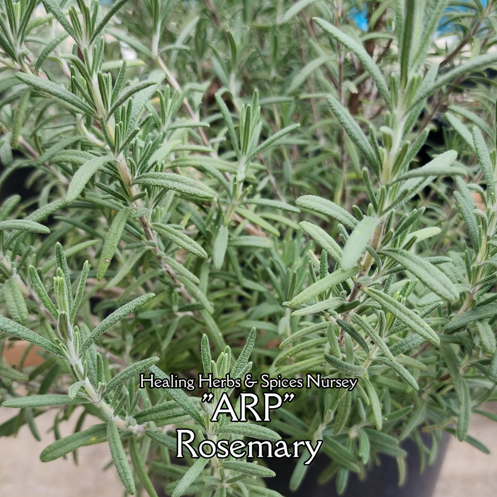 Rosemary "Arp" - Live Plant