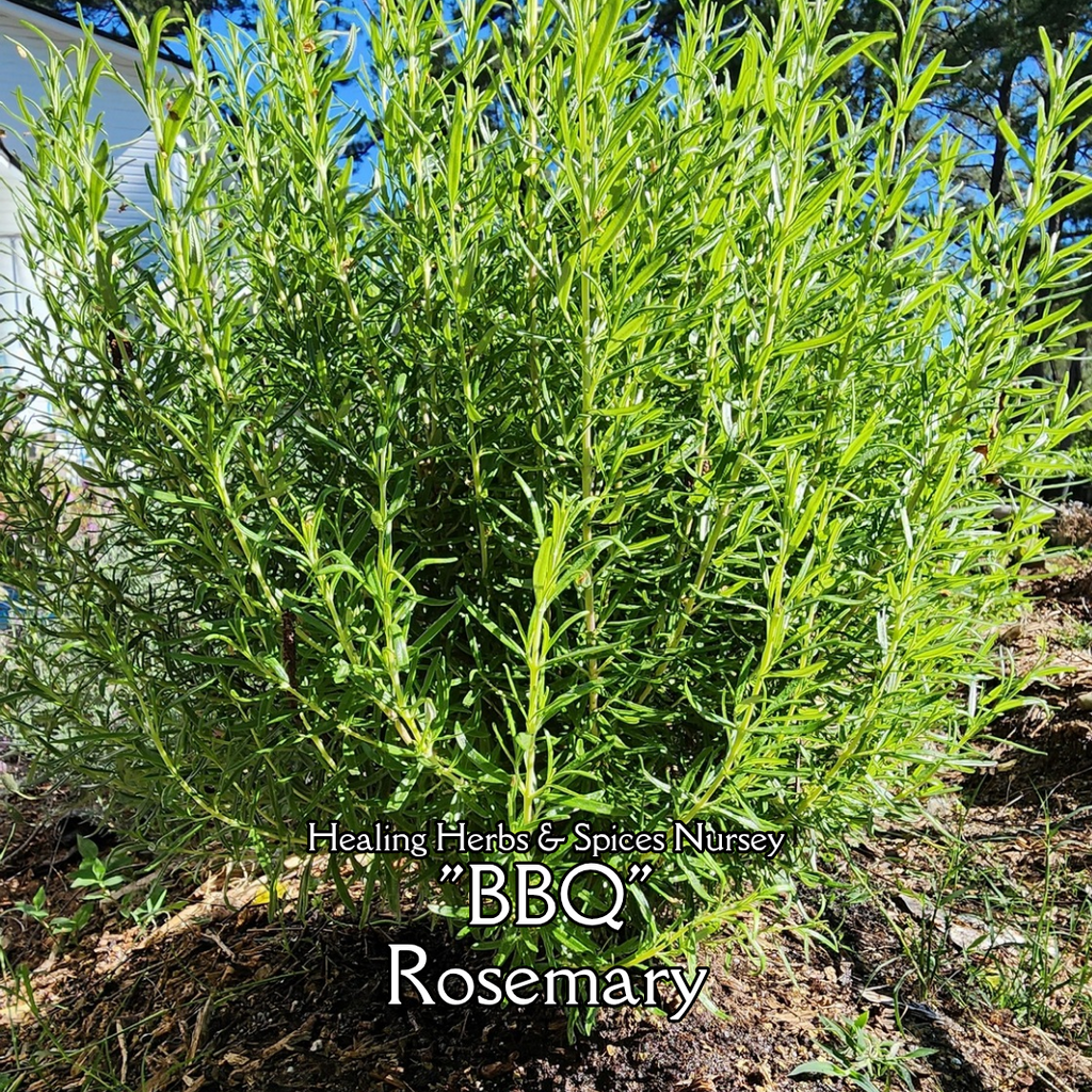 Rosemary "BBQ" - Live Plant