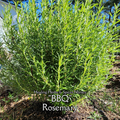 Rosemary "BBQ" - Live Plant