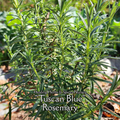 Rosemary "Tuscan Blue" - Live Plant