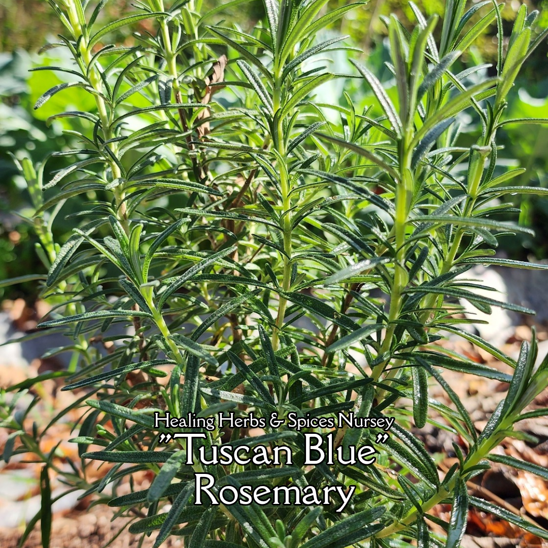 Rosemary "Tuscan Blue" - Live Plant