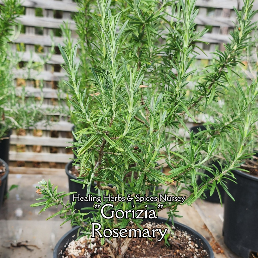 Rosemary "Gorizia" - Live Plant