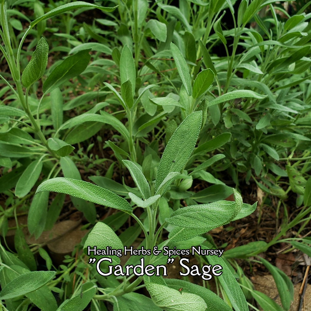 Sage - Live Plant