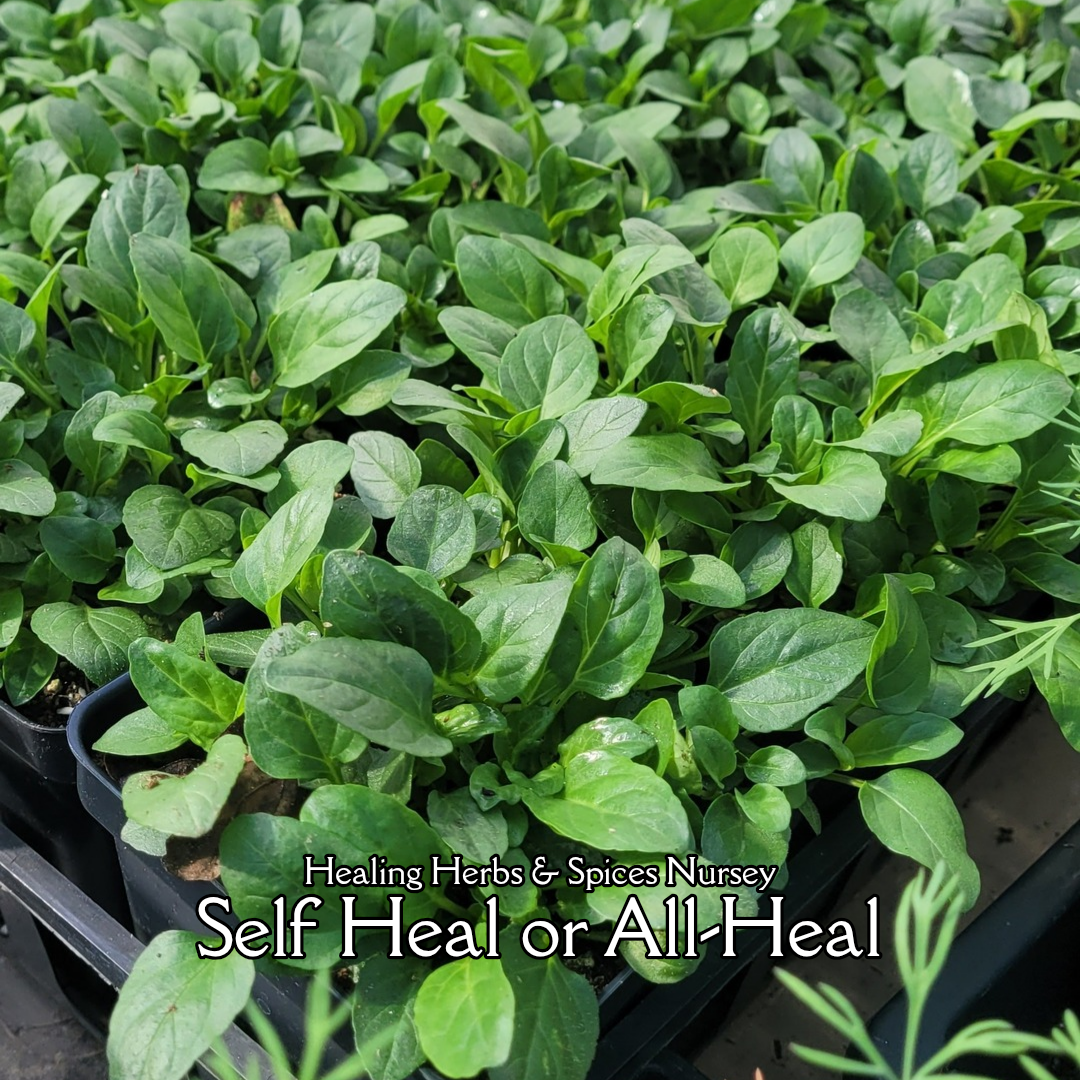 Self Heal or All Hea l- Live Plant