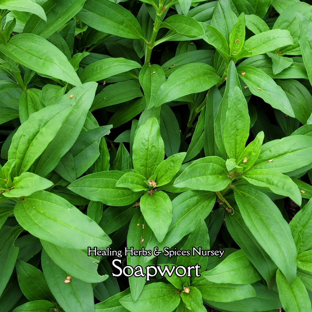 Soapwort - Live Plant