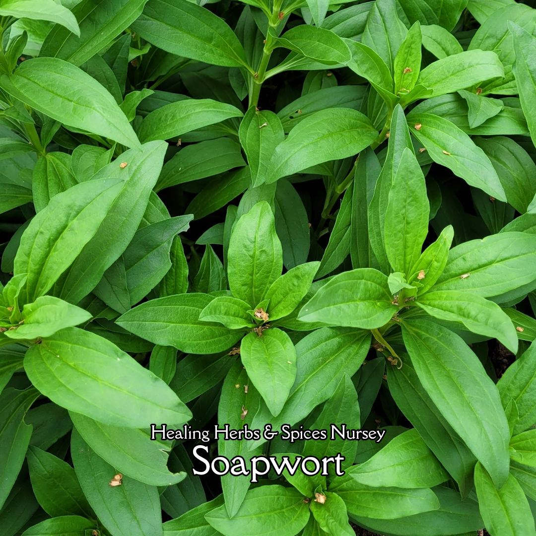Soapwort - Live Plant