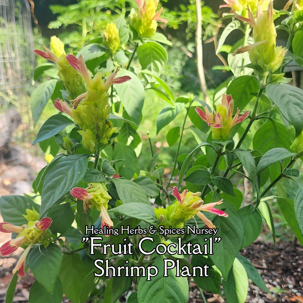 Shrimp Plant "Fruit Cocktail" - Live Plant