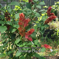 Shrimp Plant - Live Plant