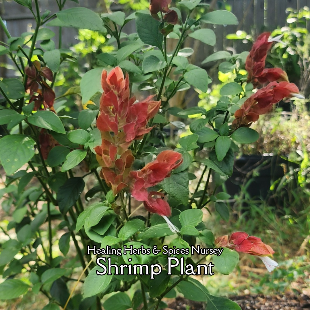 Shrimp Plant - Live Plant