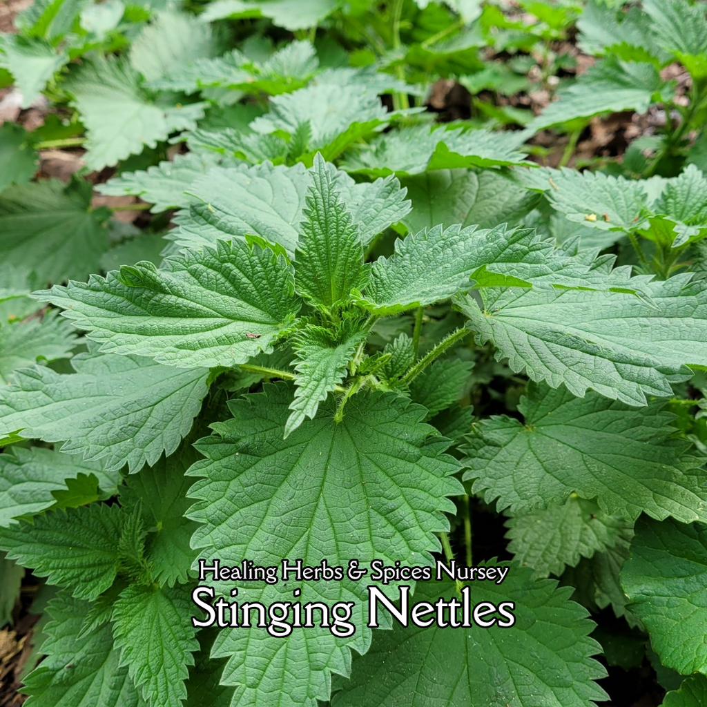 Stinging Nettles - Live Plant