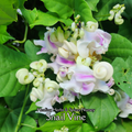 Snail Vine - Live Plant