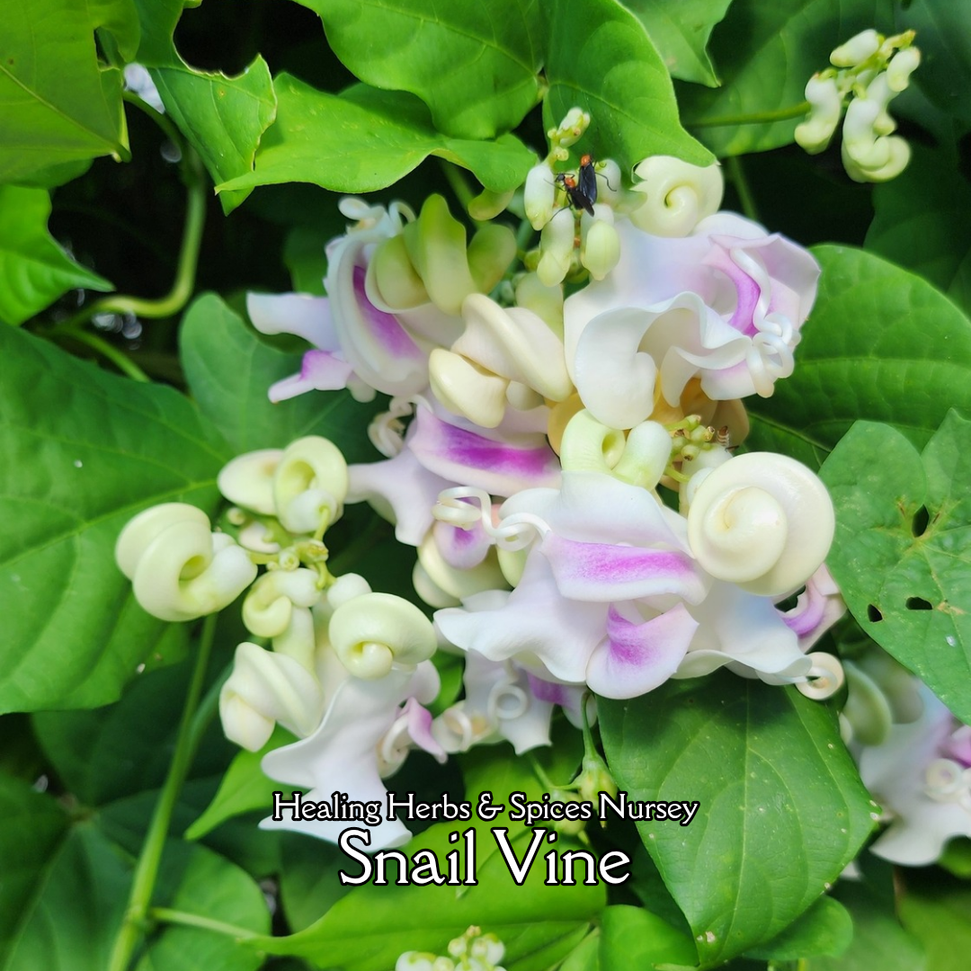 Snail Vine - Live Plant