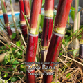 Sugarcane "Kava Rangi" - Live Plant