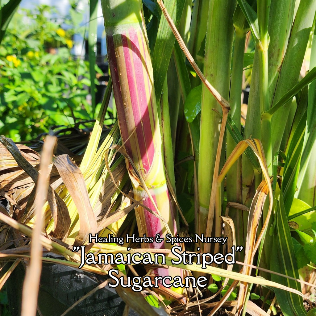 Sugarcane "Jamaican Striped" - Live Plant