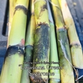 Sugarcane "Louisiana Green" - Live Plant