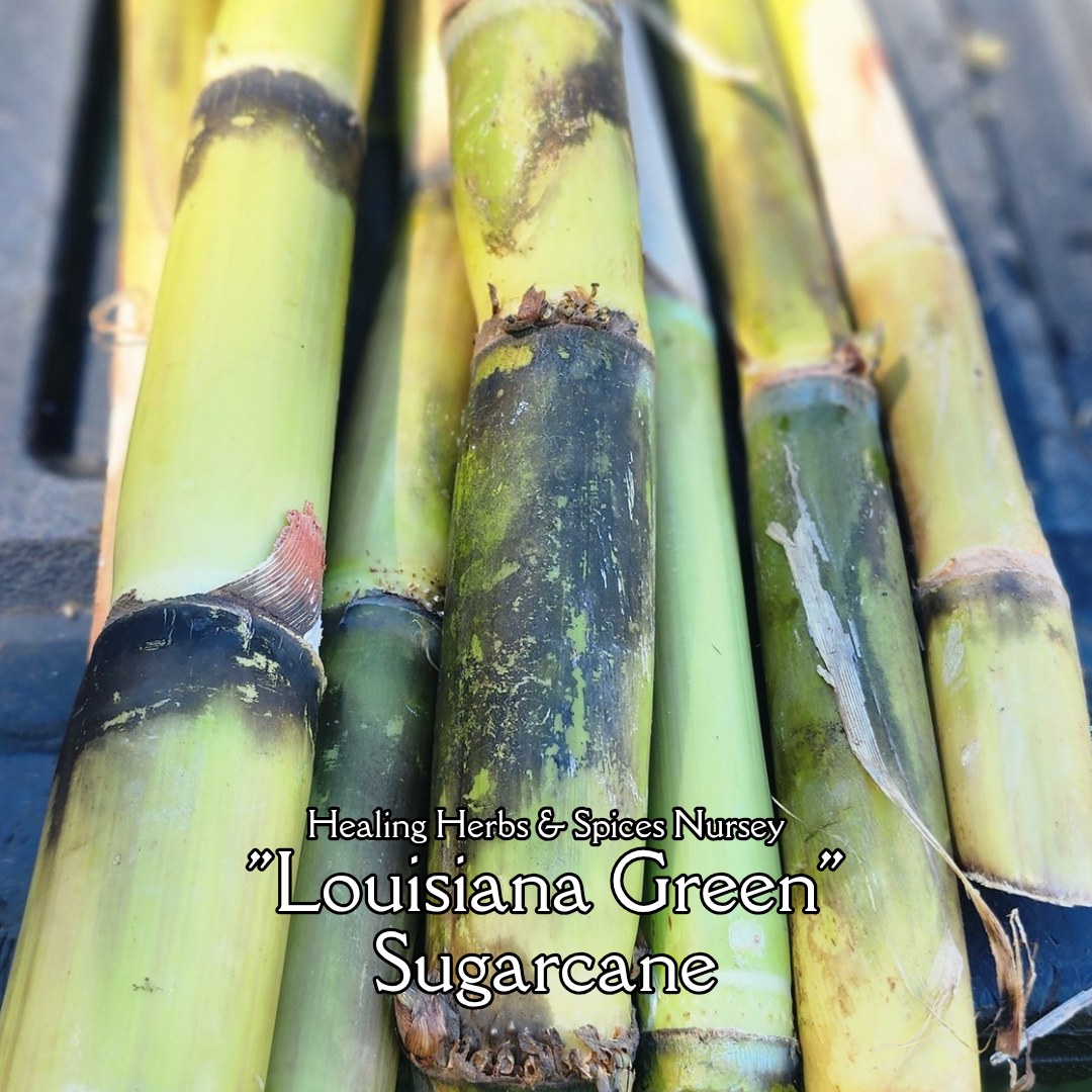Sugarcane "Louisiana Green" - Live Plant