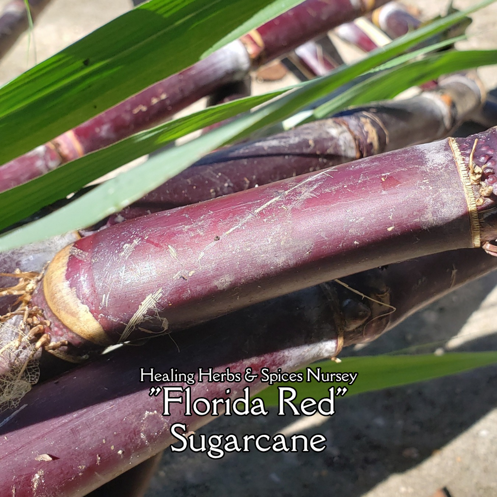 Sugarcane "Florida Red" - Live Plant