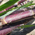 Sugarcane "Florida Red" - Live Plant