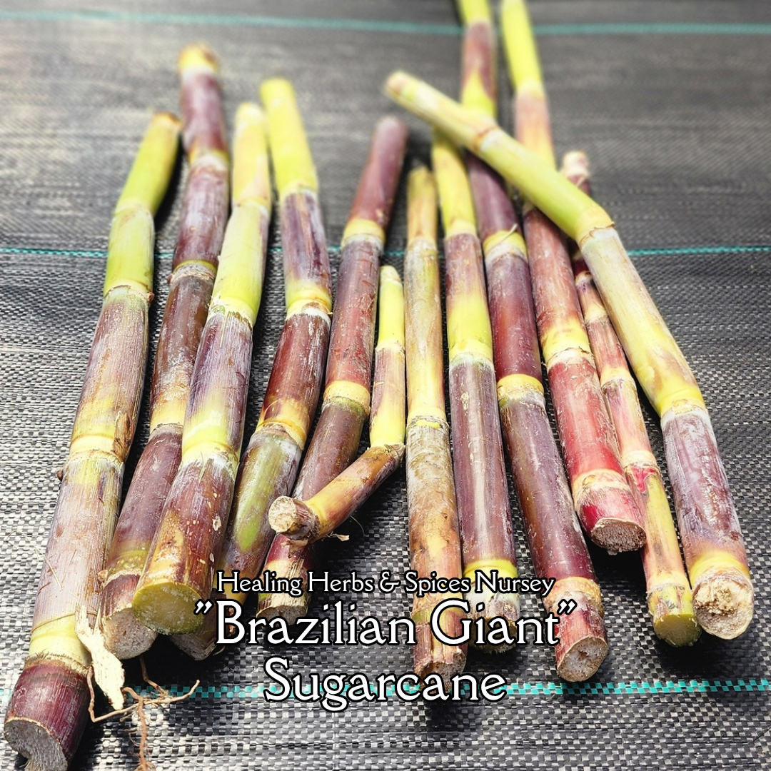 Sugarcane "Brazilian Giant" - Live Plant