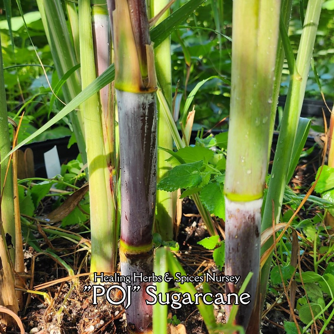 Sugarcane "Point of Java" - Live Plant