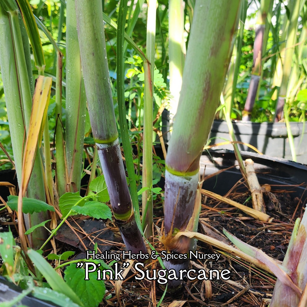 Sugarcane "Pink" - Live Plant