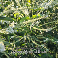 Sweet Almond Bush - Live Plant