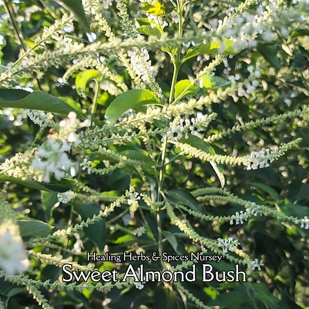 Sweet Almond Bush - Live Plant