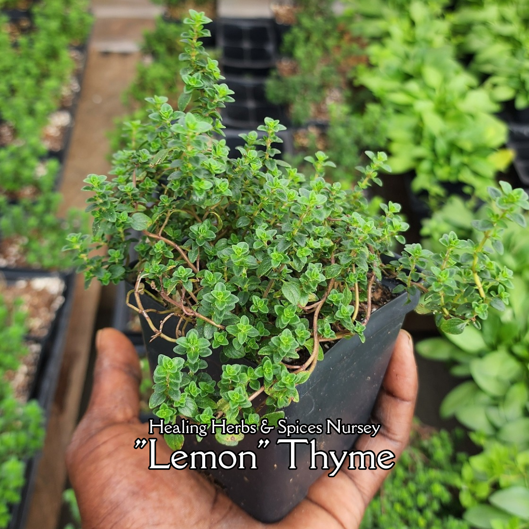 Thyme "Lemon" - Live Plant