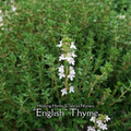 Thyme "English" - Live Plant