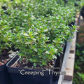 Thyme "Creeping" - Live Plant