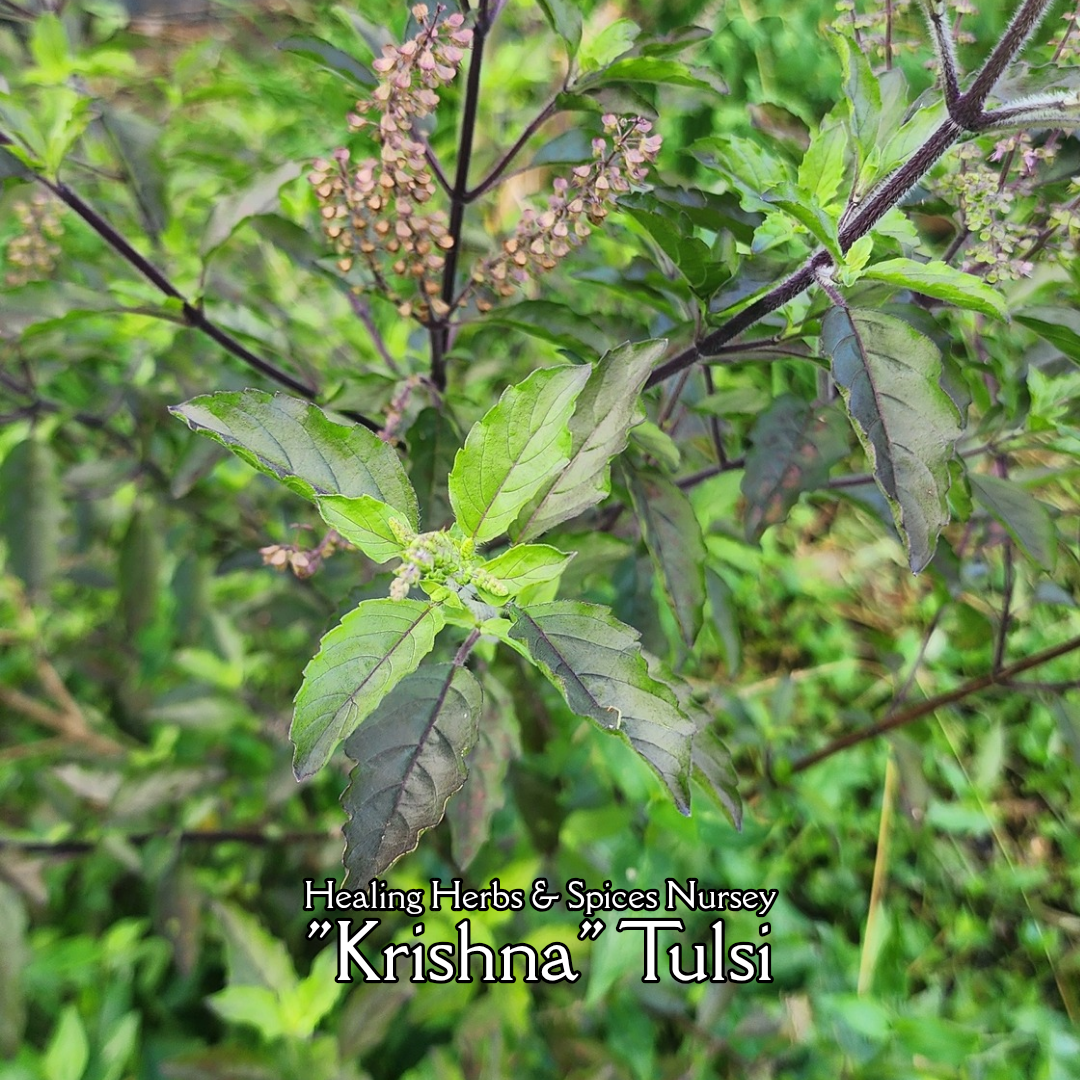 Tulsi "Krishna" - Live Plant