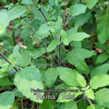 Tulsi "Rama" - Live Plant