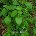 Tulsi "Vana" - Live Plant