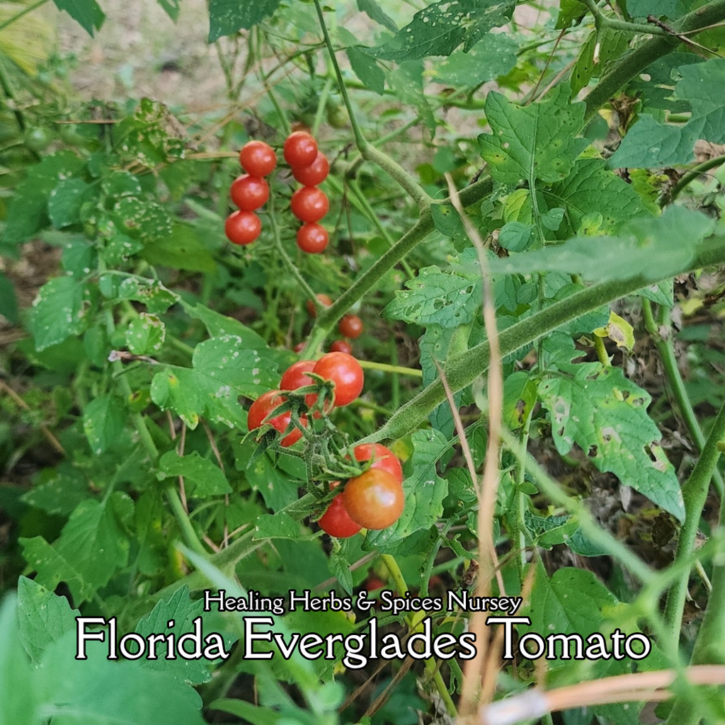 Tomatoe "Florida Everglades" - Live Plant
