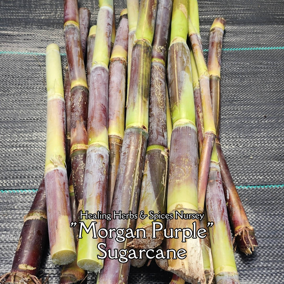 Sugarcane "Morgan Purple" - Live Plant