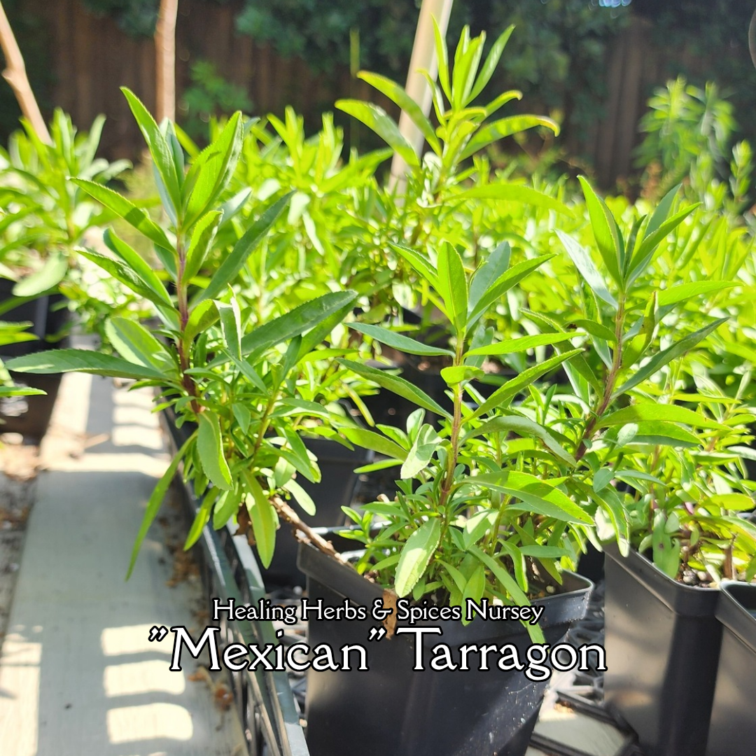 Tarragon "Mexican" - Live Plant