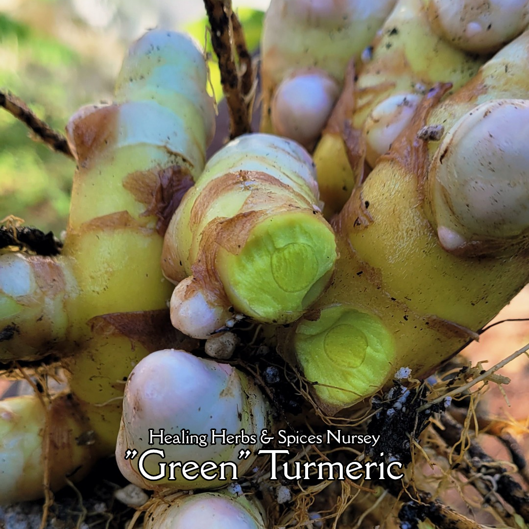 Turmeric "Green" - Live Plant