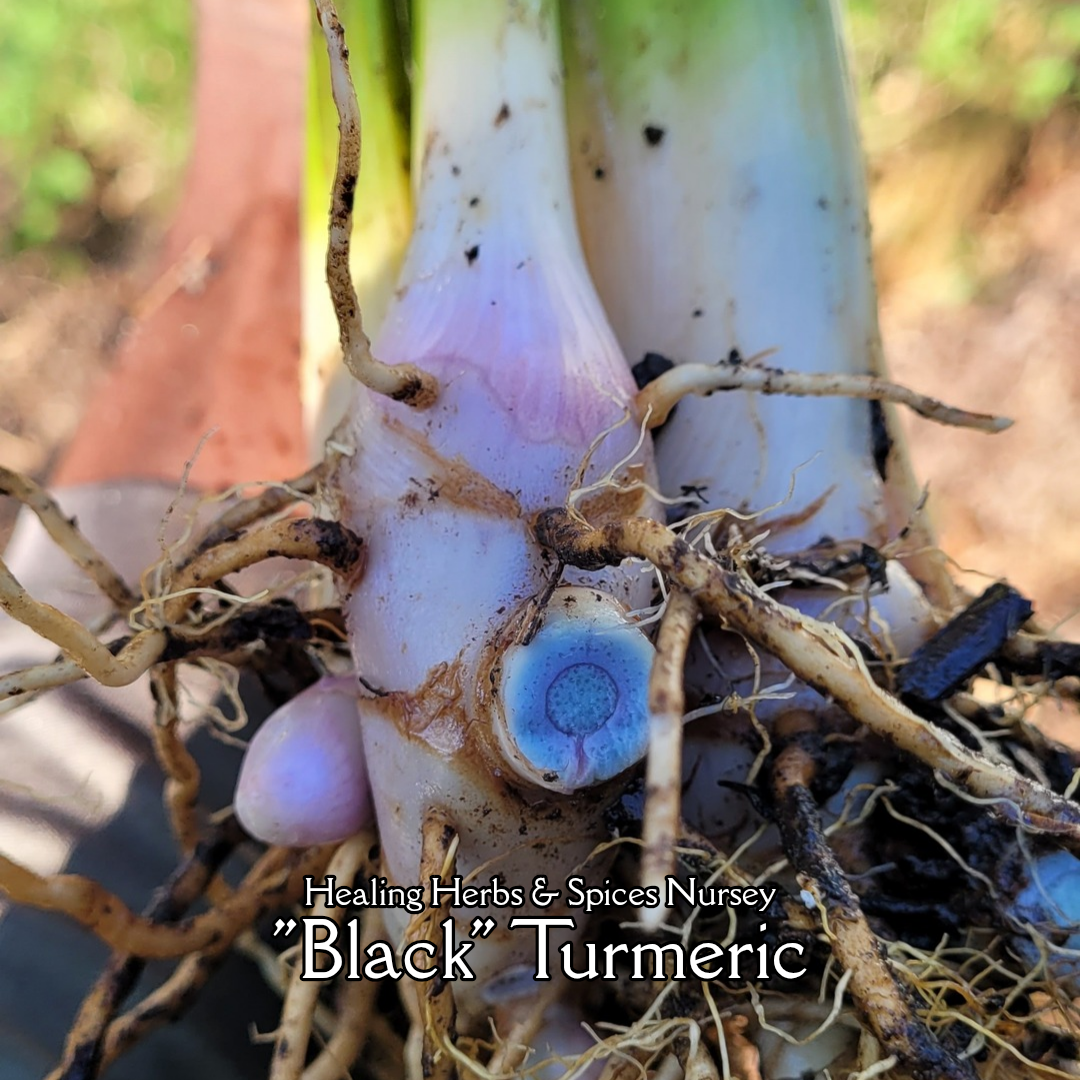 Turmeric "Black" - Live Plant