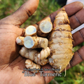 Turmeric "Blue" - Live Plant