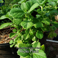 Vicks Plant - Live Plant