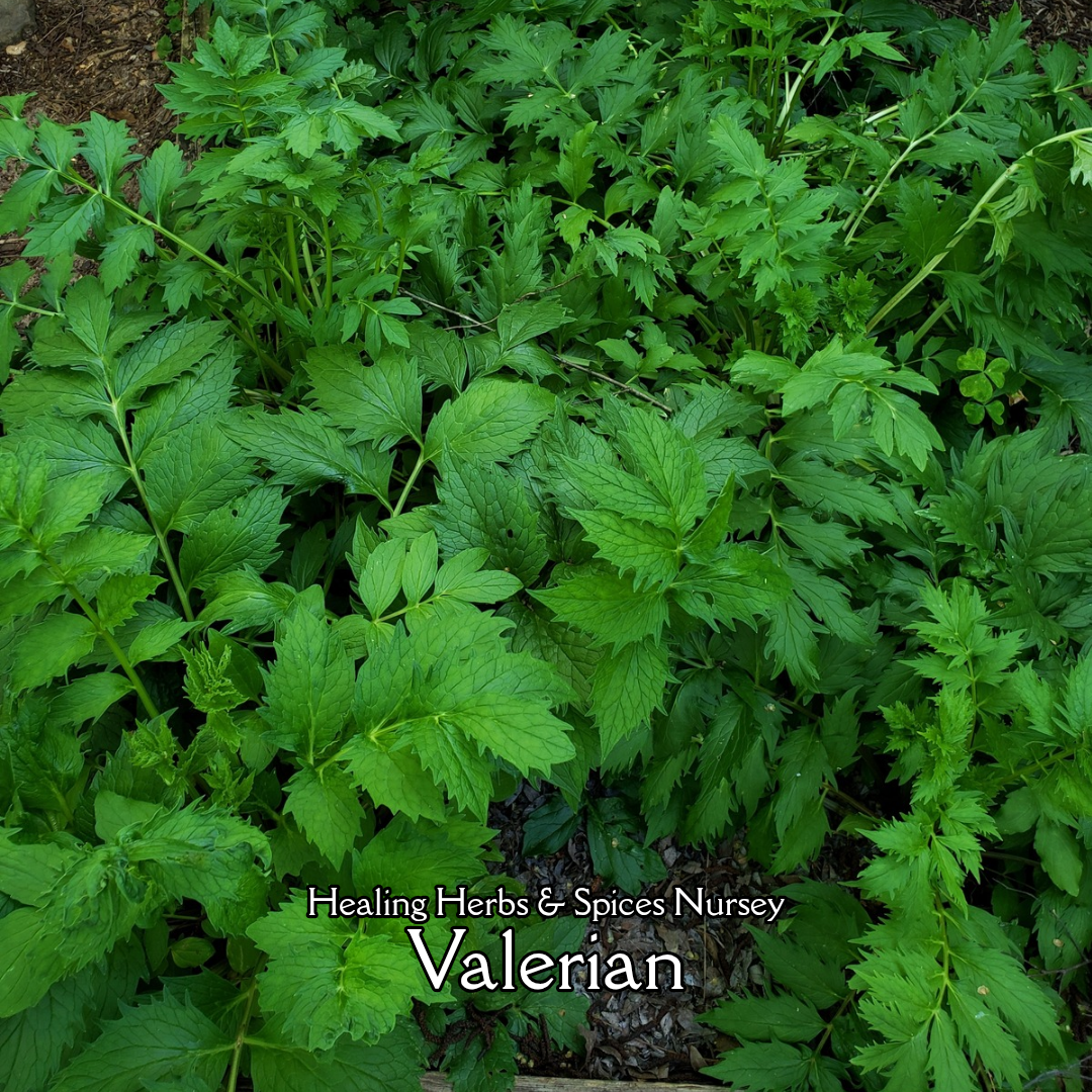 Valerian - Live Plant