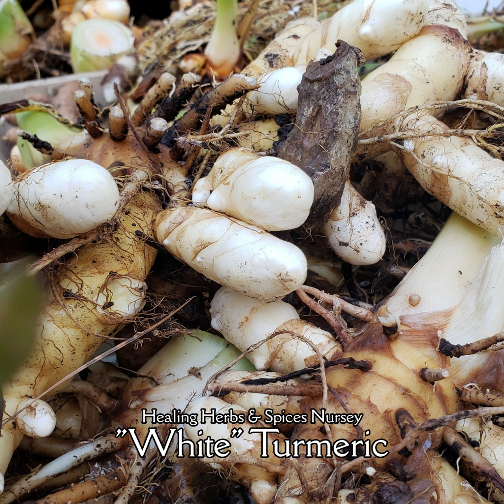 Turmeric "White" - Live Plant