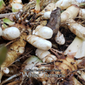 Turmeric "White" - Live Plant