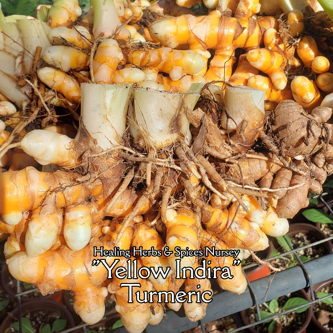 Turmeric "Yellow Indira" - Live Plant